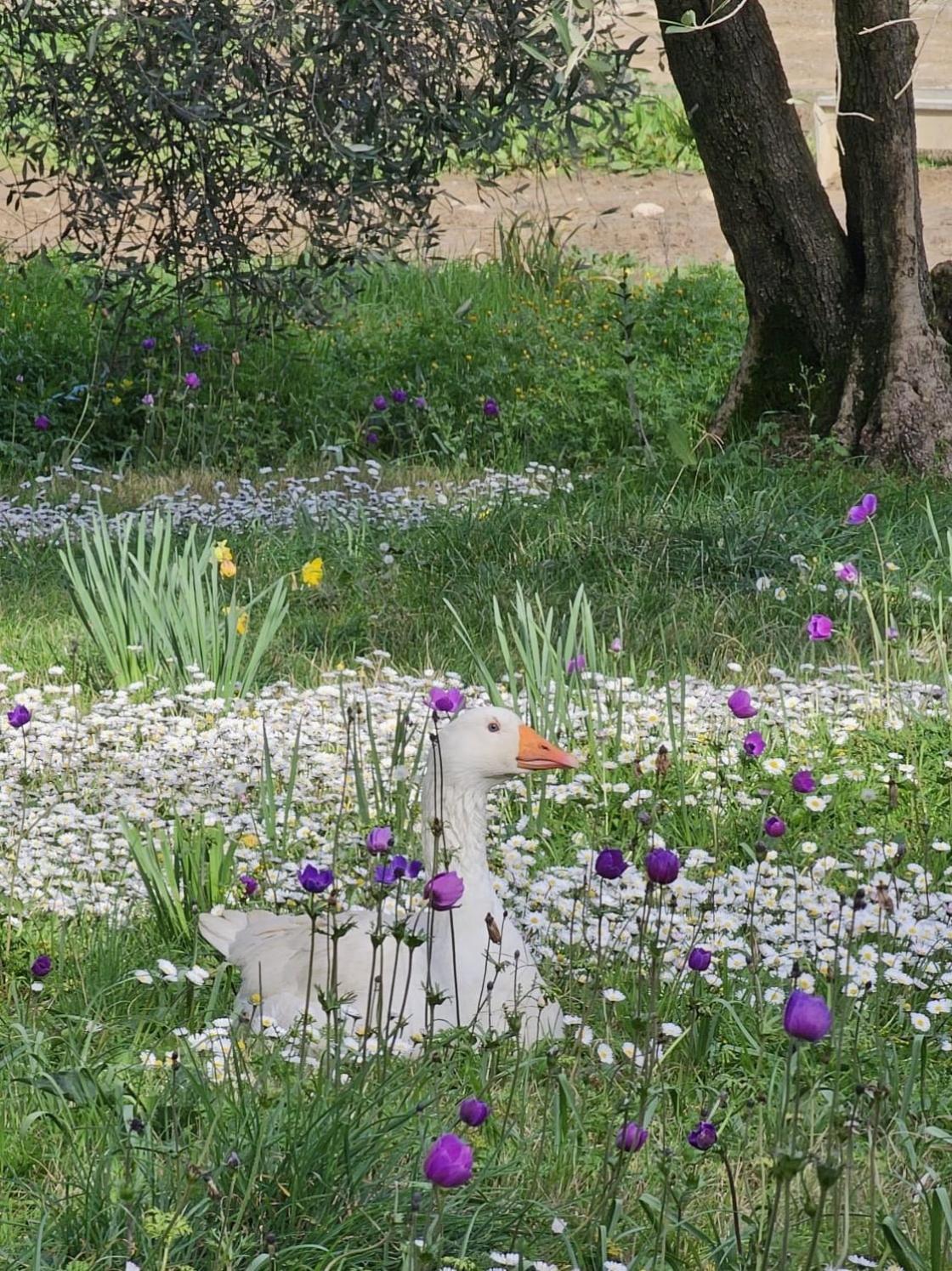 Agriturismo Fattoria Di Maiano Fiesole Exterior foto